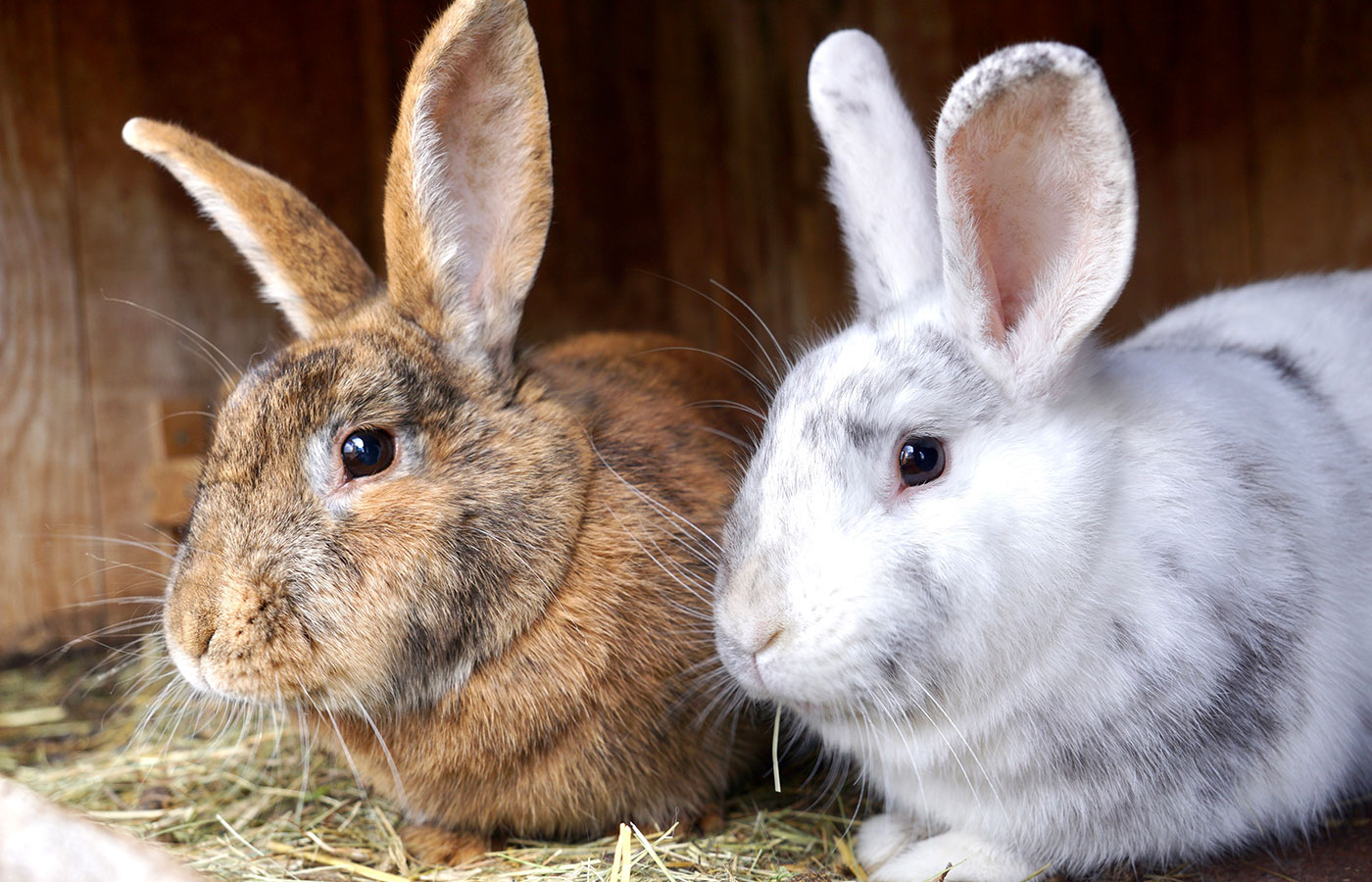Farm Kastelruth rabbits