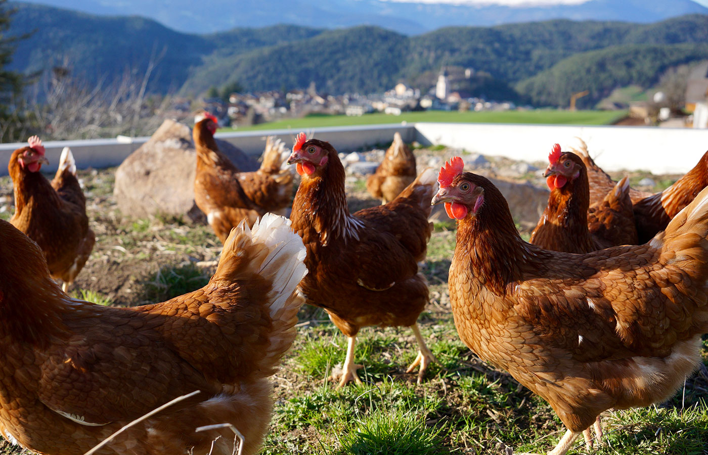 Farm Kastelruth chickens