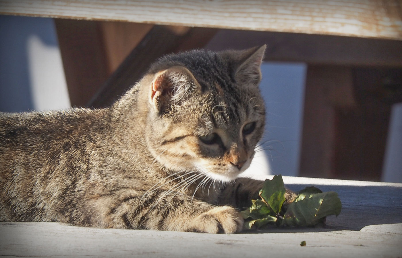 Bauernhof Kastelruth Katze